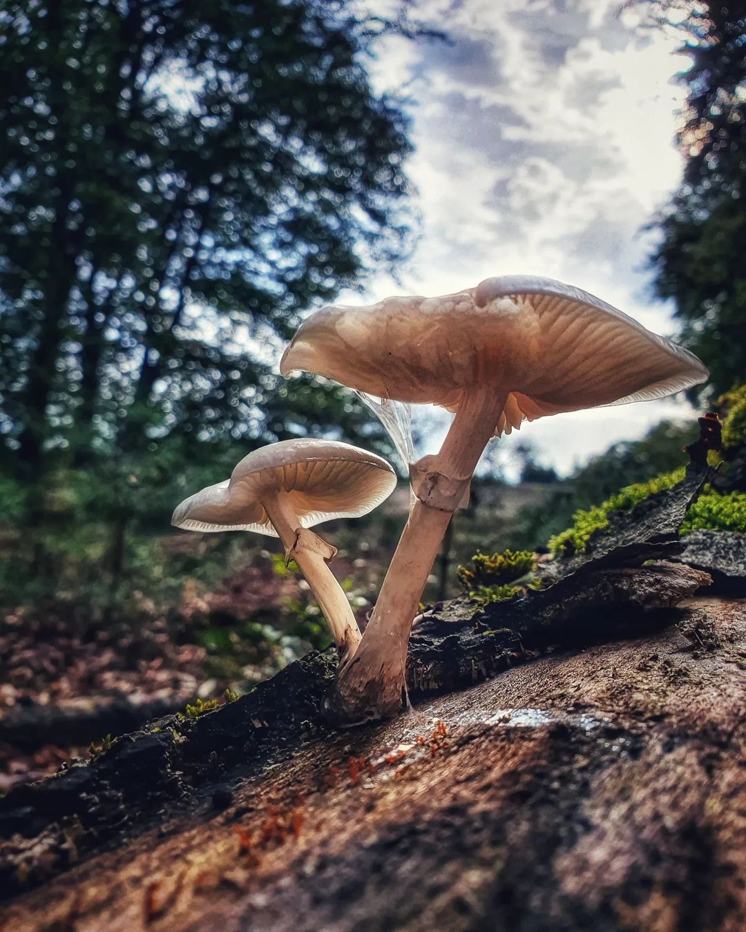 Paddenstoelen excursie